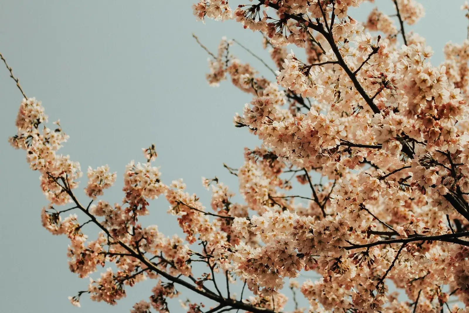Cherry blossoms along Yeouido Hangang Park in Seoul